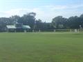 Forget the cricket and look at the trees